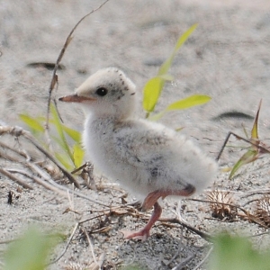 Piping-Plover_baby_81509