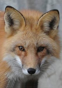 Red-Fox | Friends of Mashpee National Wildlife Refuge