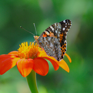 america-Lady-Butterfly_George-Mc_8_22_12