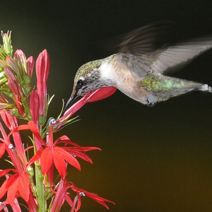 hummer_9_1_14_8175