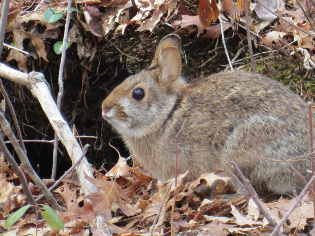New England Cottontail Habitat Restoration | Friends of Mashpee ...