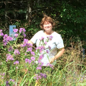 Jehu Pond West Side 1 year after Native NE aster