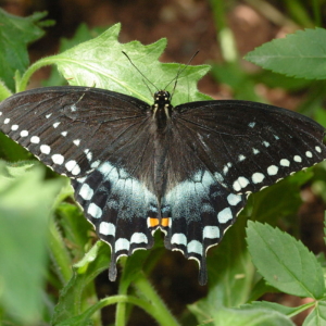 spicebushswallowtail