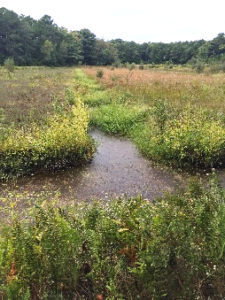 Childs River-abandoned cranberry bog