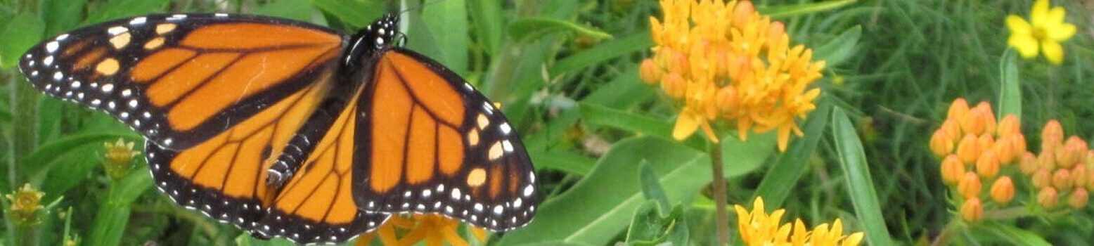 Friends of Mashpee National Wildlife Refuge