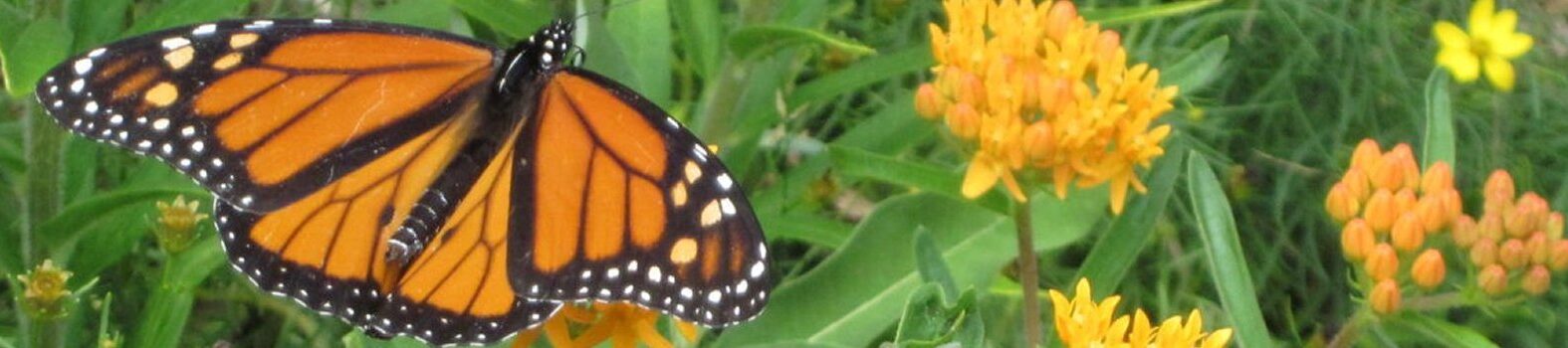 Friends of Mashpee National Wildlife Refuge