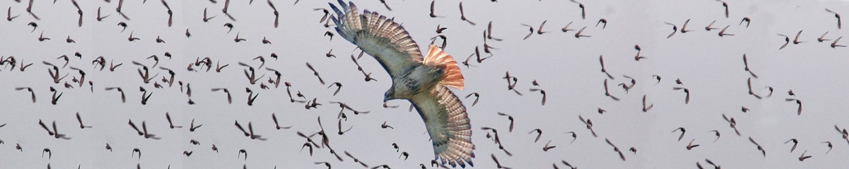 Friends of Mashpee National Wildlife Refuge