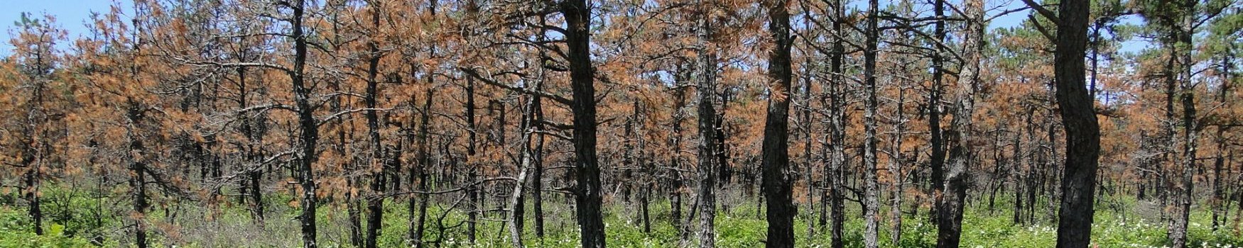 Friends of Mashpee National Wildlife Refuge