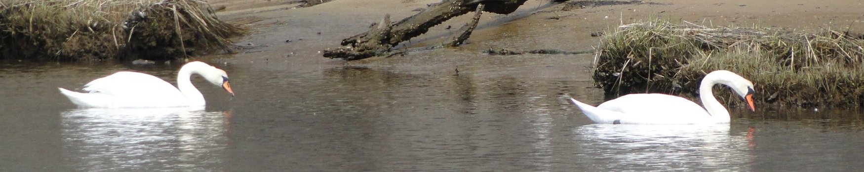 Friends of Mashpee National Wildlife Refuge