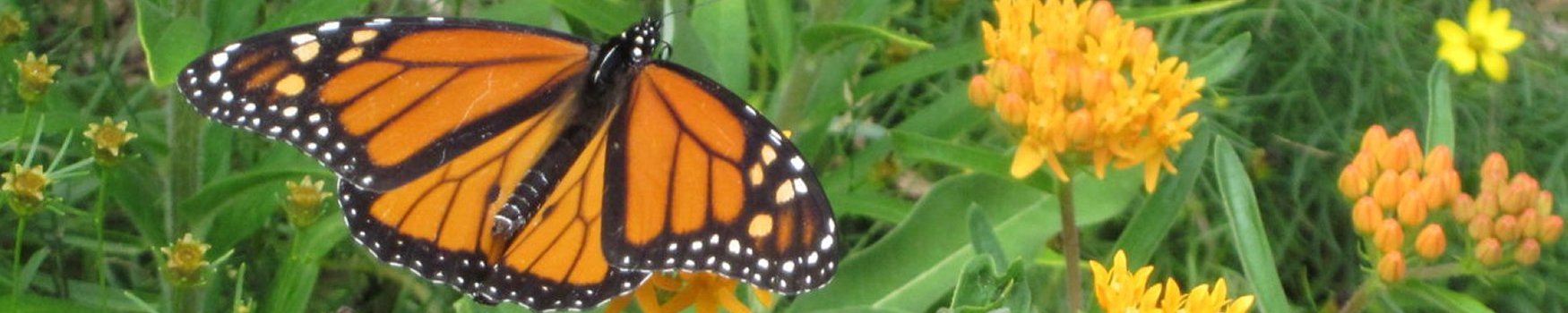 Friends of Mashpee National Wildlife Refuge