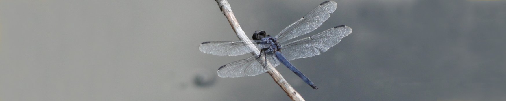 Friends of Mashpee National Wildlife Refuge