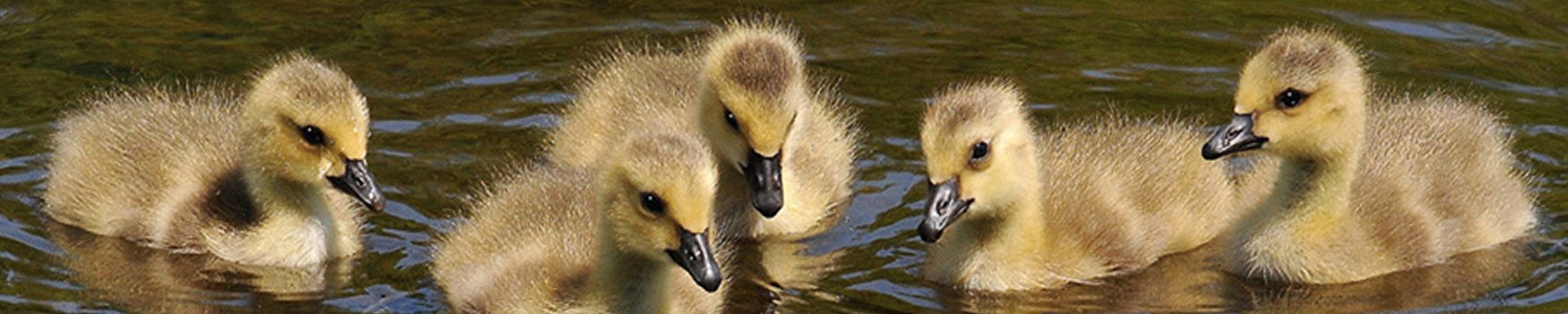 Friends of Mashpee National Wildlife Refuge