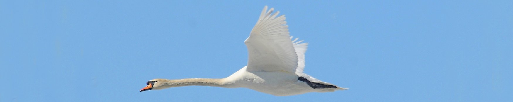 Friends of Mashpee National Wildlife Refuge