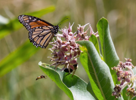 Photo credit: Xerces Society