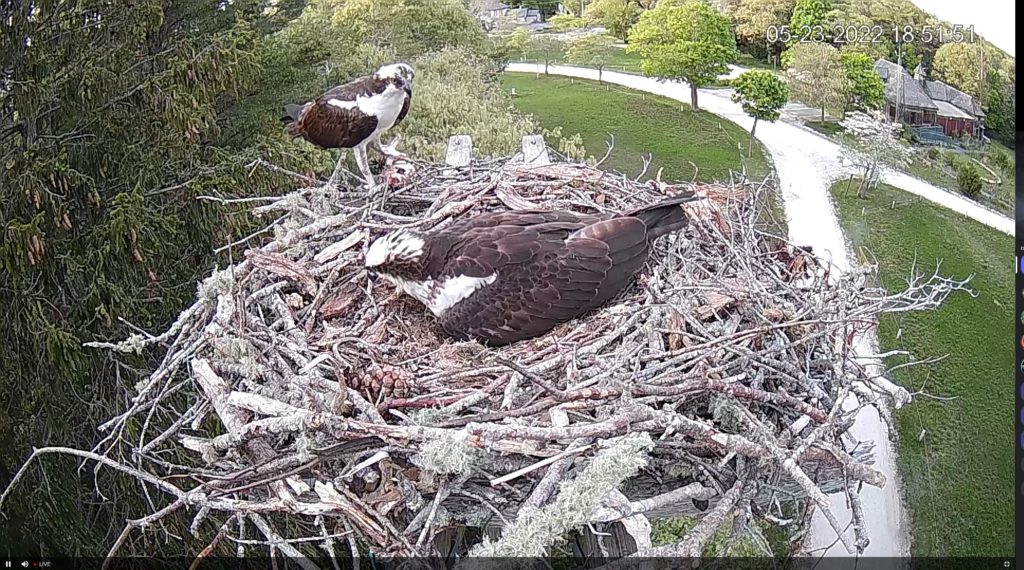 osprey egg Friends of Mashpee National Wildlife Refuge