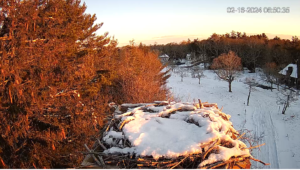 Snow-covered-nest-2-16-24