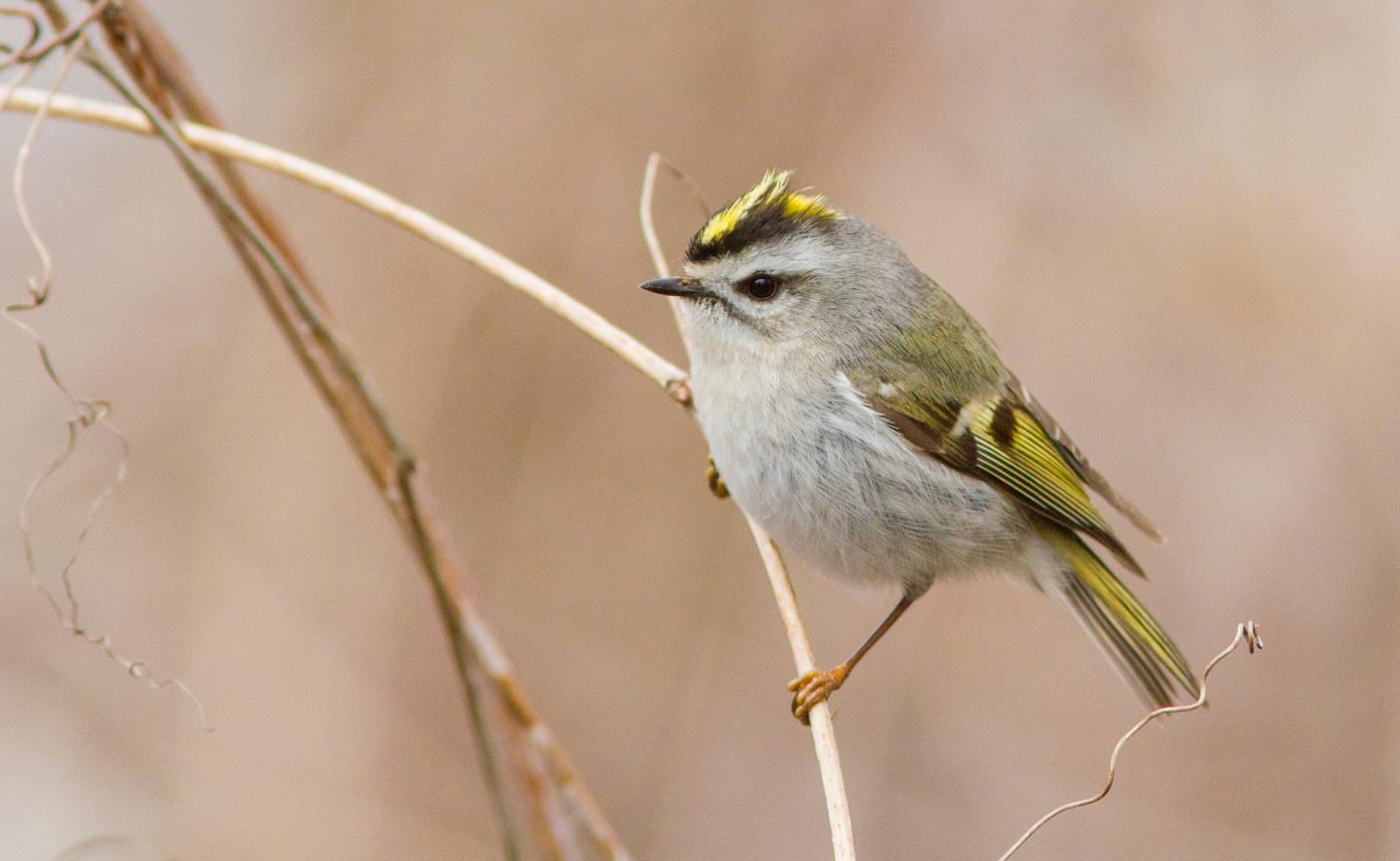 Kinglets: Crowns of a Different Kind | Friends of Mashpee National ...