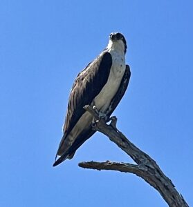 IMG_0731