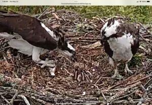 Osprey-Nest-at-Waquoit-Bay-National-Estuarine-Research-Reserve