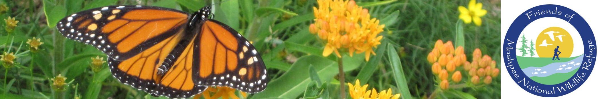 Friends of Mashpee National Wildlife Refuge