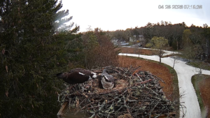 Carson-feeds-Rachel-4-26-26