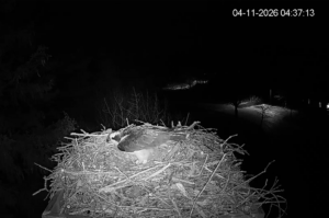 Screenshot-2026-04-11-072229