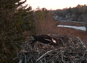 Screenshot-2026-04-14-072558