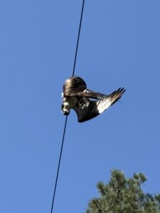 IMG_1219