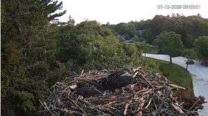 One-feeds-and-the-other-has-died