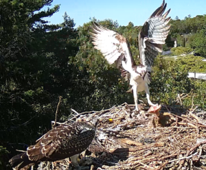 extra-lunch-osprey