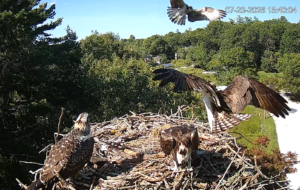 osprey-many